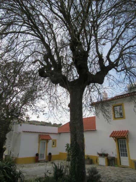 Quintal Do Freixo - Country House Sobral de Monte Agraço Exteriör bild
